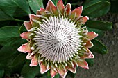 PROTEA CYNAROIDES,  FLOWERHEAD