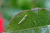 ROSE SLUG SAWFLY (ENDELOMYIA AETHIOPS) ON ROSE LEAF