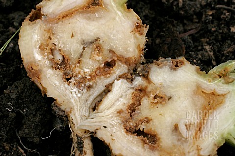CABBAGE_ROOTFLY_DELIA_BRASSICAE_SHOWING_FLY_MAGGOT_INSIDE_TURNIP