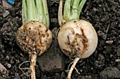 CABBAGE ROOTFLY,  EXTERNAL DAMAGE TO TURNIP