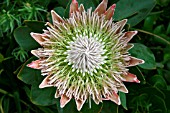 PROTEA CYNAROIDES,  OPENING FLOWER