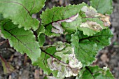 BEET LEAF MINER (PEGOMYA HYOSCYAMI) SHOWING EXTENSIVE MINES ON PLANT