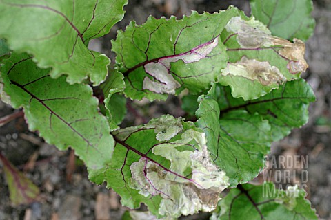 BEET_LEAF_MINER_PEGOMYA_HYOSCYAMI_SHOWING_EXTENSIVE_MINES_ON_PLANT