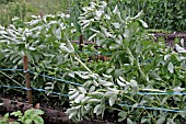 WIND DAMAGE TO BROAD BEANS