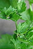 TORTRIX MOTH CATERPILLARS MAKE A TENT FROM LEAVES AND FEED INSIDE