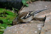 CHAFFINCH,  FRINGILLA COELEBS,  DRINKING FROM POND