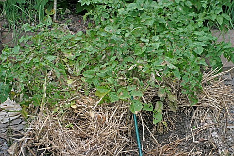 POTATO_BLIGHT___USUALLLY_THE_FIRST_SYMPTOMS_ARE_BROWN_PATCHES_ON_THE_LEAVES