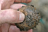 AS POTATO BLIGHT ADVANCES,  THE TUBERS BECOME SOFT