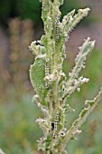 MULLEIN MOTH (CUCULLIA VERBASCI) CATERPILLAR ON VERBASCUM