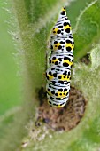 MULLEIN MOTH (CUCULLIA VERBASCI) CATERPILLAR ON VERBASCUM