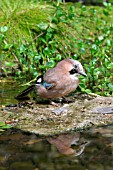 JAY,  GARRULUS GLANDULARIS,  REFLECTION ON POND