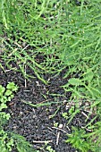 SEAWEED MULCH ON ASPARAGUS BED