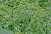 SENECIO VULGARIS,  GROUNDSEL