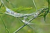 SNAIL TRAIL ON ASPARAGUS