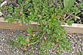 ANAGALLIS ARVENSIS,  SCARLET PIMPERNEL