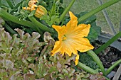 COURGETTE PLANT IN FLOWER