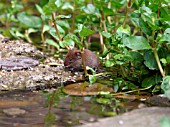 BANK VOLE,  CLETHRIONOMYS GLAREOLUS,  LOOKING FOR FOOD