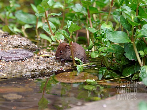 BANK_VOLE__CLETHRIONOMYS_GLAREOLUS__LOOKING_FOR_FOOD