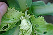 SILVER Y (AUTOGRAPHA GAMMA) CATERPILLARS INSIDE CABBAGE