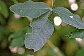 LEAF CUTTER BEE (MEGACHILE CENTUNCULARIS) SHOWING DAMAGE TO LABURNUM LEAF