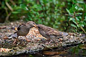 HOUSE SPARROWS,  PASSER DOMESTICA,  FEMALE FEEDING JUVENILE