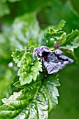 TORTRIX MOTH CATERPILLARS MAKE A TENT FROM LEAVES AND FEED INSIDE