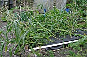 WIND DAMAGE TO SWEETCORN