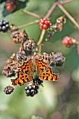 COMMA (POLYGONIUM C ALBUM) FEEDING ON RIPE BLACKBERRIES