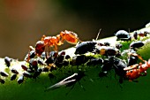 RED ANT,  MYRMICA RUBRA,  MILKING BLACK APHIDS