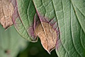 STRAWBERRY LEAF BLOTCH (GNOMONIA FRAGARIAE) ON LEAF