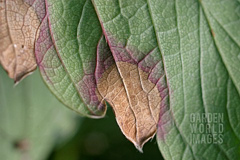 STRAWBERRY_LEAF_BLOTCH_GNOMONIA_FRAGARIAE_ON_LEAF