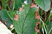 STRAWBERRY LEAF BLOTCH (GNOMONIA FRAGARIAE) ON LEAF