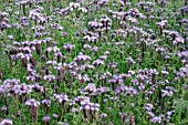 GREEN MANURES PHACELIA PLANTS IN FLOWER