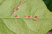 BROWN SCALE INSECT (PARTHENOLECANIUM CORNI) OF SCALES ON UNDERSIDE OF LEAF