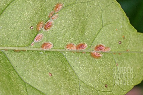 BROWN_SCALE_INSECT_PARTHENOLECANIUM_CORNI_OF_SCALES_ON_UNDERSIDE_OF_LEAF