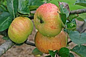 MALUS DOMESTICA,  BRAMLEYS SEEDLING