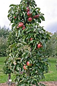 MALUS,  APPLE (WALTZE) TREE WITH FRUIT