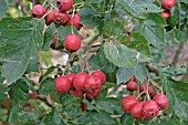 CRATAEGUS PINNATIFIDAE,  THORN,  BERRIES SUITABLE FOR EATING