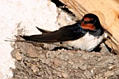 HIRUNDO RUSTICA,  SWALLOW IN NEST SIDE VIEW.