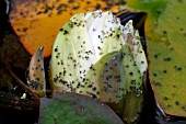 WATER LILY APHID,  RHOPALOSIPHUM NYMPHAEA,  ON WATER