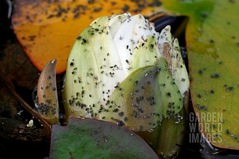 WATER_LILY_APHID__RHOPALOSIPHUM_NYMPHAEA__ON_WATER