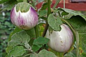 AUBERGINE (SOLANUM MELONGENA) VIOLETTA DIFIRENZE