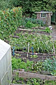 RAISED BED VEGETABLE GARDEN IN EARLY SEPTEMBER