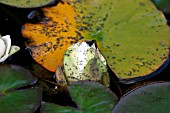 WATER LILY APHID,  RHOPALOSIPHUM NYMPHAEA,  ON WATER