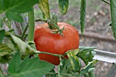 TOMATO (LYCOPERSICON ESCULENTUM) BURBEES