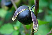 PHYSALIS PHILADELPHICA (PURPLE TOMATILLO).