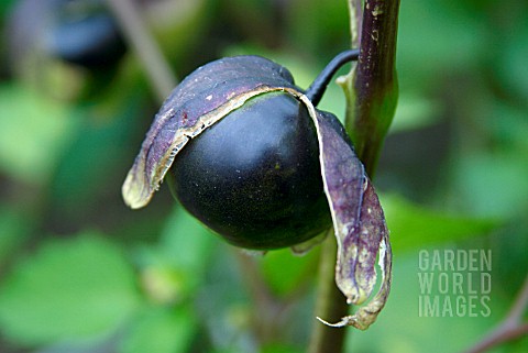 PHYSALIS_PHILADELPHICA_PURPLE_TOMATILLO