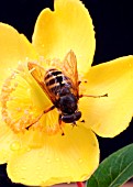 HOVERFLY,  VOLUCELLA SPP,  TAKING NECTAR FROM FLOWER