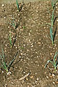 SOIL TREATMENT COMPARISONS,  SUMMER CROP (NO TREATMENT)