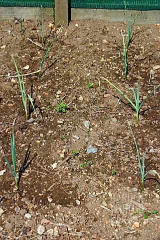 SOIL_TREATMENT_COMPARISONS__SUMMER_CROP_GREEN_MANURE_PLANTED_EVERY_AUTUMN